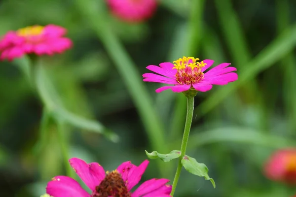 花香 — 图库照片