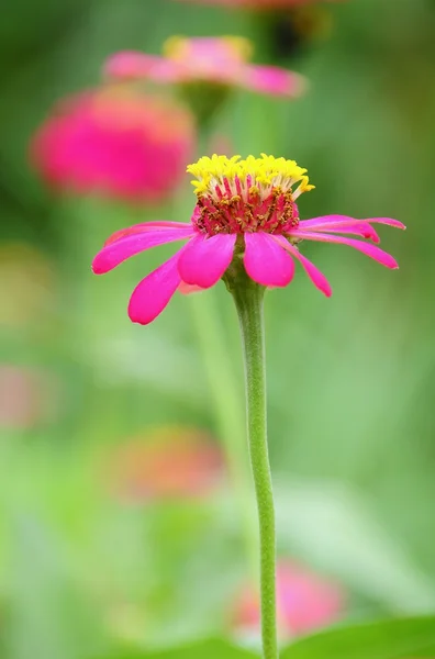 Flower — Stock Photo, Image