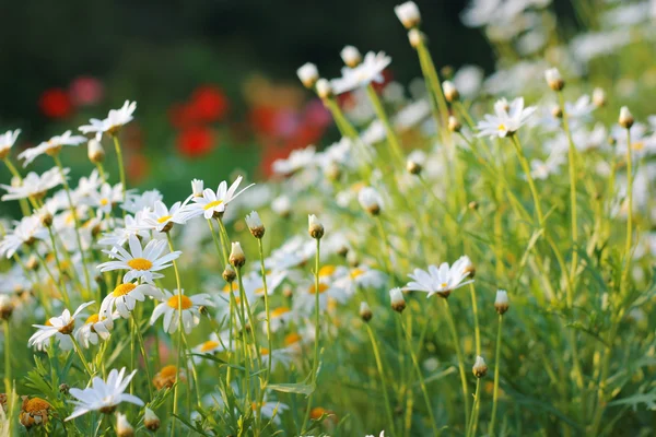 Flower — Stock Photo, Image