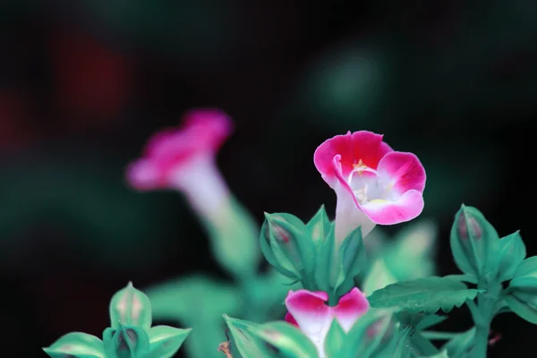 Fleurs — Photo