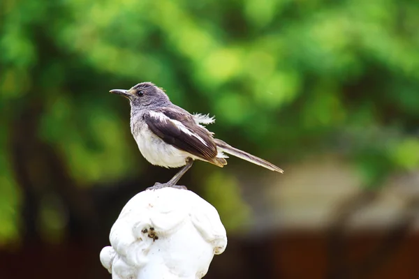 பிஐஆர்டி — ஸ்டாக் புகைப்படம்