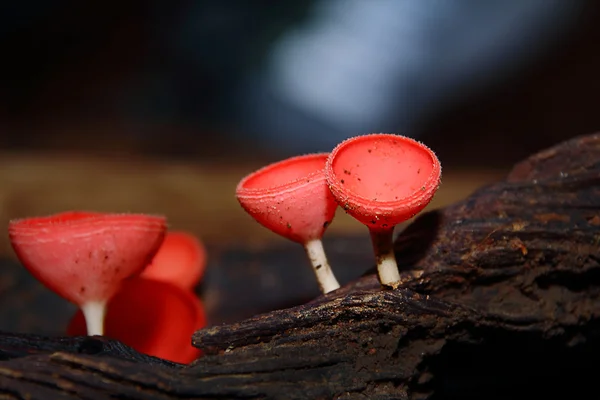 Houbová šampaňské — Stock fotografie