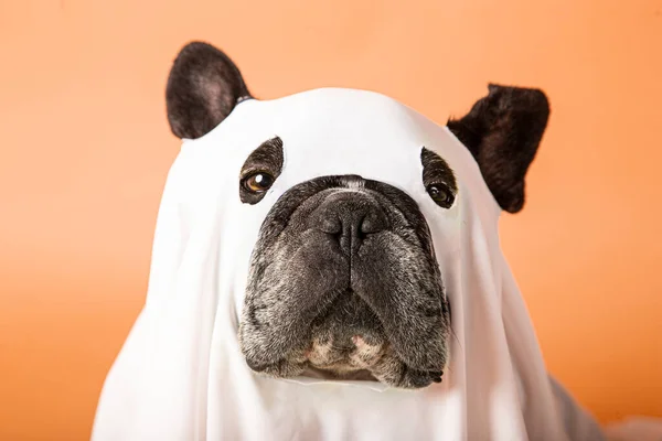 Dog Photo Shoot Halloween — Stock Photo, Image