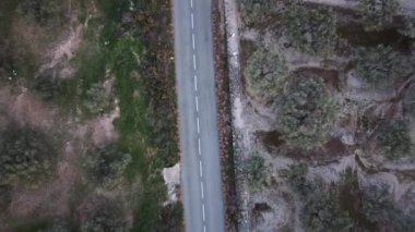 Zeytin koruluklarından geçen asfalt bir yol. Araba yolculuğu ve ulaşım Hava takibi