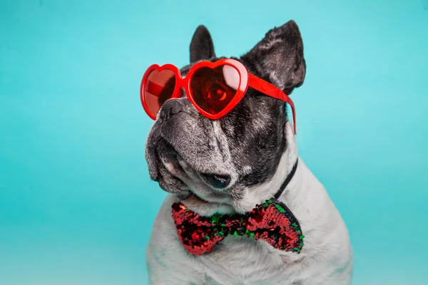 Kalp şeklinde gözlüklü Fransız Bulldog Sevgililer Günü 'nü kutluyor..