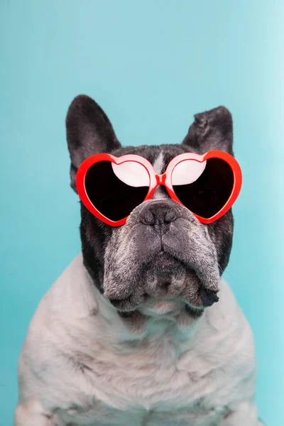 dog love celebrating valentine\'s day with red heart-shaped glasses. Isolated on blue background.