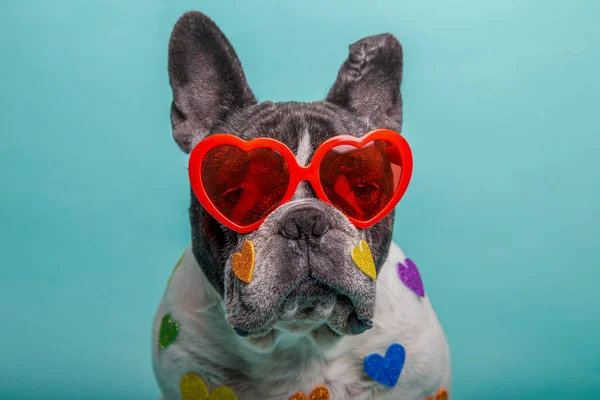 Pies Czerwonych Okularach Serca — Zdjęcie stockowe