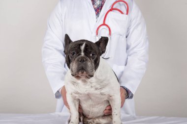 Fransız bulldog veteriner kliniğinde yatıyor.