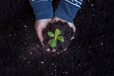 Adamın eli, evde ekmek için bitki filizlerini tutuyor. ev bahçesi kavramı