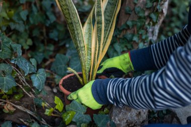 Bahçede bahçıvanlık faaliyetleri. Evin bahçesini bitkilerle süsleyin..