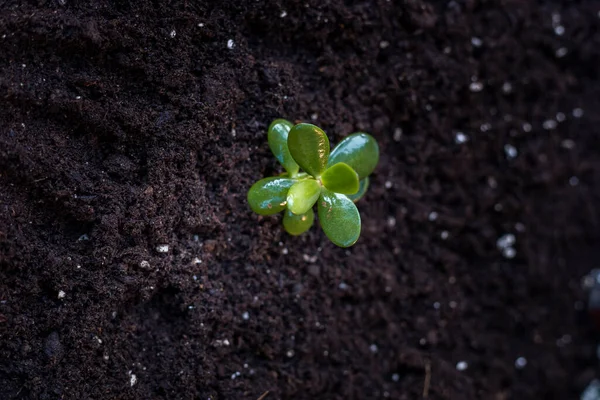 自宅で植えるための植物芽を移植する準備 — ストック写真