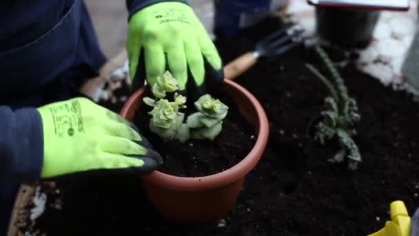 Manos Plantando Planta Creciendo Casa Hobby Jardín — Vídeos de Stock