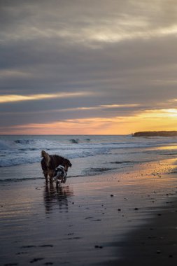 Gün batımında kumsalda oynayan köpekler.