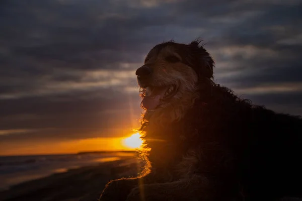 Pies Plaży Zachodzie Słońca Zimie — Zdjęcie stockowe