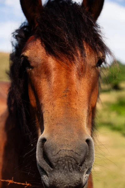 Close Horse Head Valley — Stock fotografie