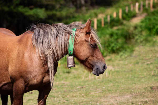 Beautiful mare with a cowbell in the field