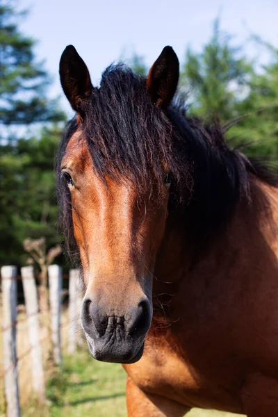 HORSE IN THE FIELD LOOKING AT THE CAMERA