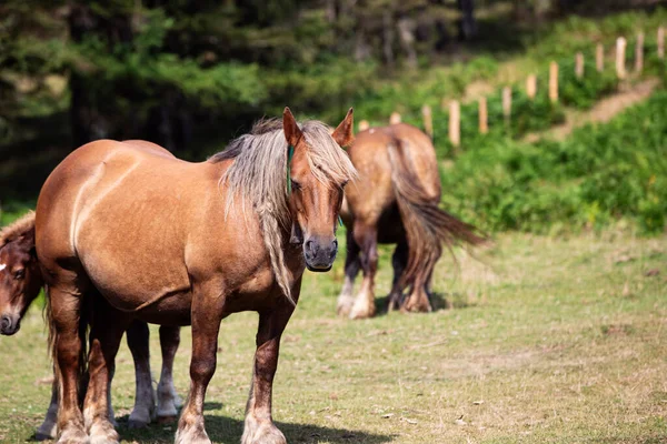 Burguete mare grazing in the Irati Valley