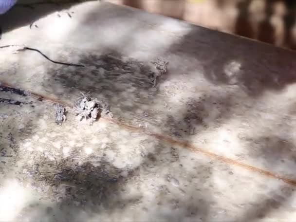 Man Surfer Cleaning Surfboard Old Wax Plastic Scraper — Video