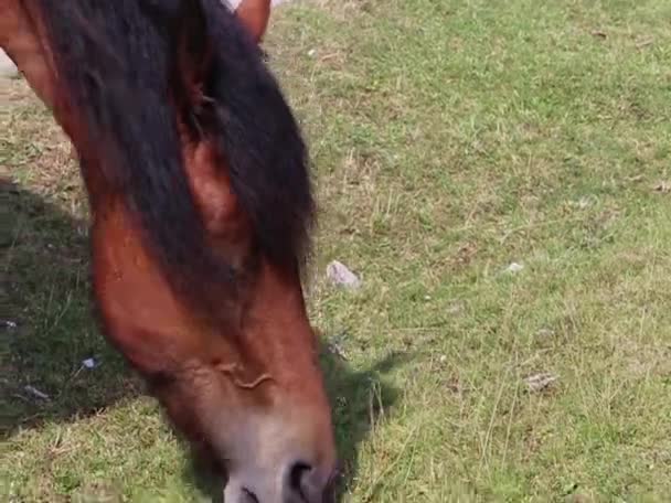 Brown Horses Grazing Mountain Forest Meadow — Stock Video