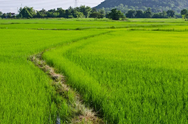 Campos de arroz con arroz —  Fotos de Stock