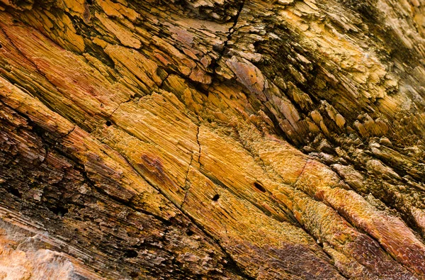 Detalle de madera petrificada — Foto de Stock