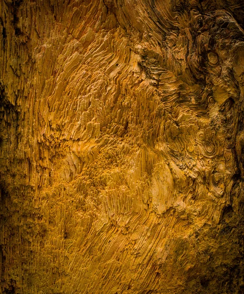 Petrified wood detail — Stock Photo, Image