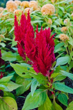 kırmızı celosia
