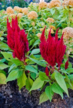 kırmızı celosia