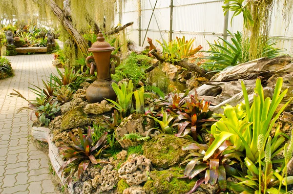 Indoor garden — Stock Photo, Image