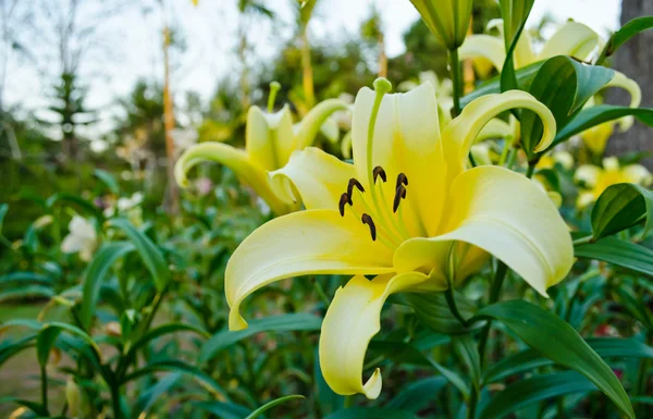 Fiore di Lilly — Foto Stock