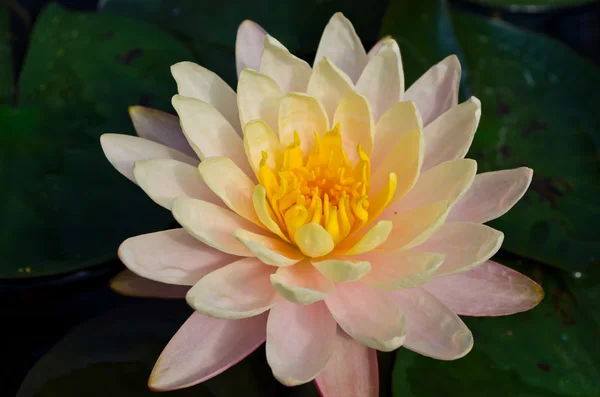 Mangala-ubol, bel loto tailandese — Foto Stock