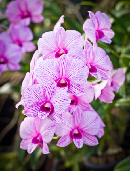 Orchidej květina — Stock fotografie