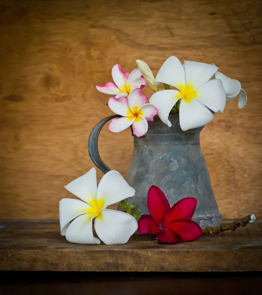 Flor de plumeria — Fotografia de Stock