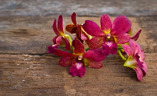 Orkidé blomma på trä — Stockfoto