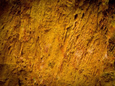 taşlaşmış ağaç detay