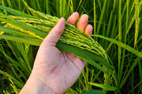 Rice Stalk on Hand — Stock Photo, Image