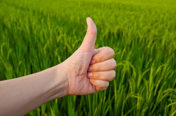 Mão com o polegar para cima na frente do campo de arroz — Fotografia de Stock