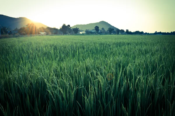 在稻田的太阳升起 — 图库照片