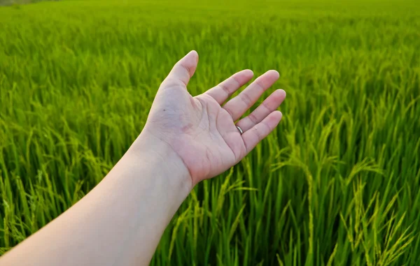 Mão no campo de arroz — Fotografia de Stock