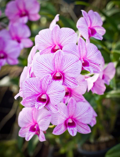 Fleur d'orchidée dans la ferme — Photo