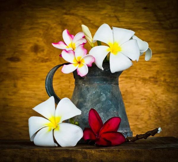 Flor de plumeria — Fotografia de Stock