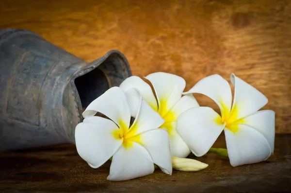 Bílý plumeria — Stock fotografie