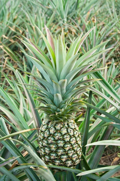 Čerstvý ananas v oboru — Stock fotografie