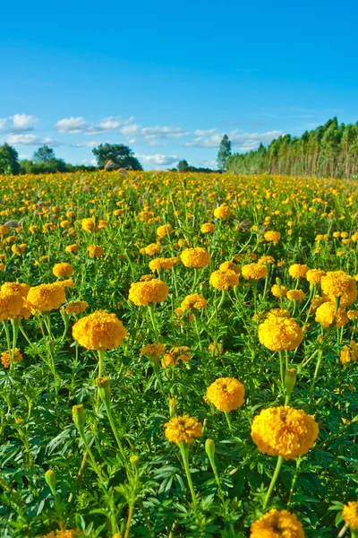 Marigold flower — Stock Photo, Image
