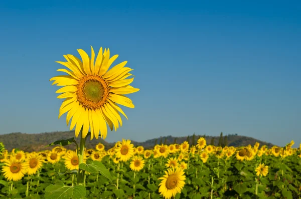 Sunflower — Stock Photo, Image