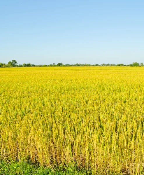 Golden rice field — Fotografie, imagine de stoc