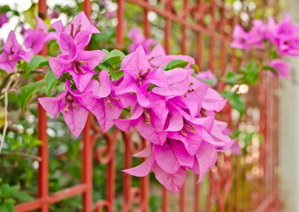 Bougainvillea flower — Stock Photo, Image