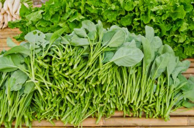 Çince lahana organik çiftlik