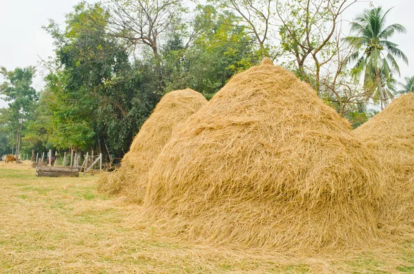 Pile di paglia — Foto Stock